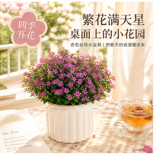 满天星花苗盆栽带花苞绿植