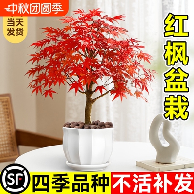 日本红枫盆景中国红枫盆栽树苗阳台室内桌面红舞姬绿植物四季好养