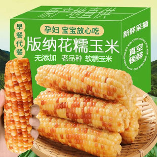当季新鲜玉米花糯小玉米鲜糯玉米棒孕妇小孩都爱吃无添加更安心