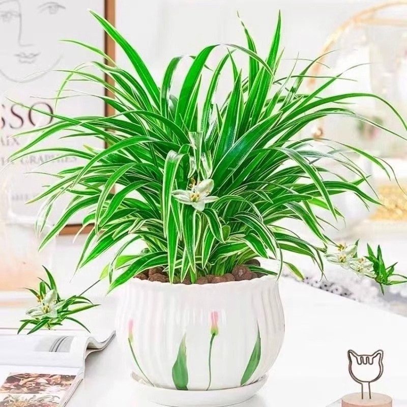 金边吊兰盆栽花卉植物室内阳台净化空气去甲醛小绿植水培多规格