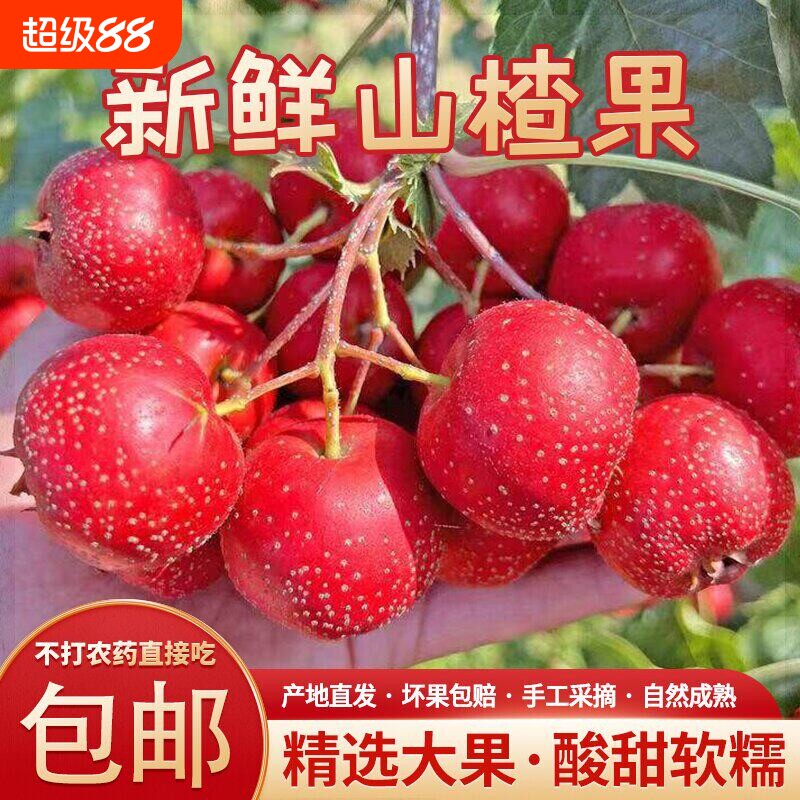 新鲜山楂果5斤山桃好果当季水果现摘鲜果大金星5斤整箱包邮配送