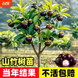 山竹果树苗泰国山竹苗南方种植四季盆栽地栽当年结果黄金水果庭院