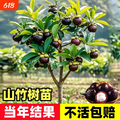 释迦果苗树带果台湾凤梨嫁接果苗