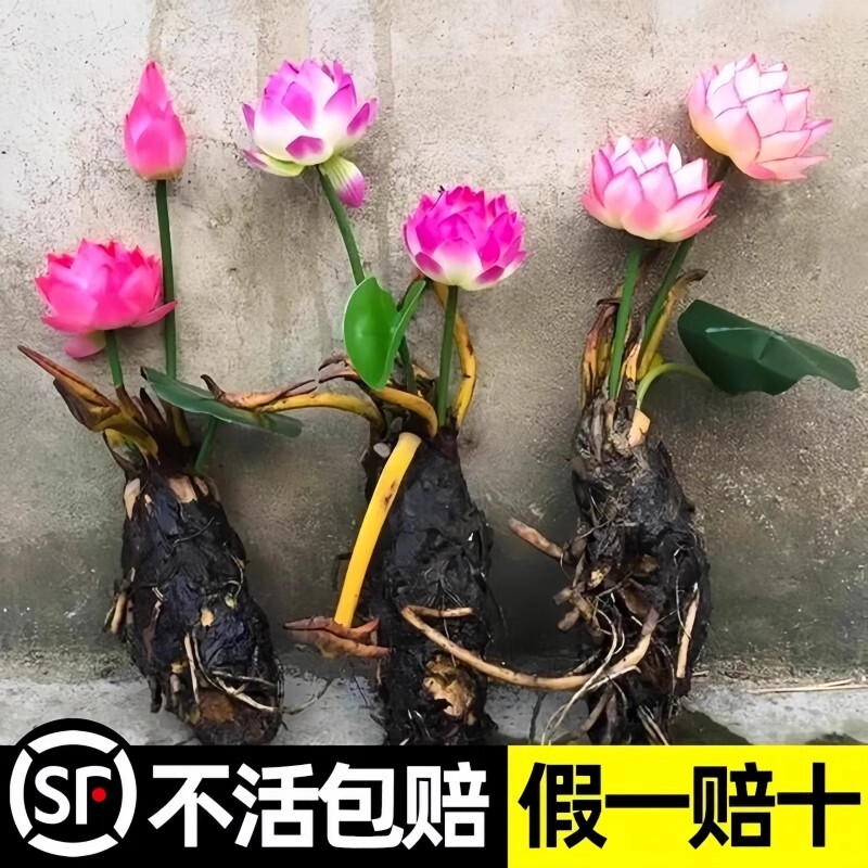 睡莲水培植物盆栽带花四季开花卉大根块池塘莲花种苗水养荷花根茎