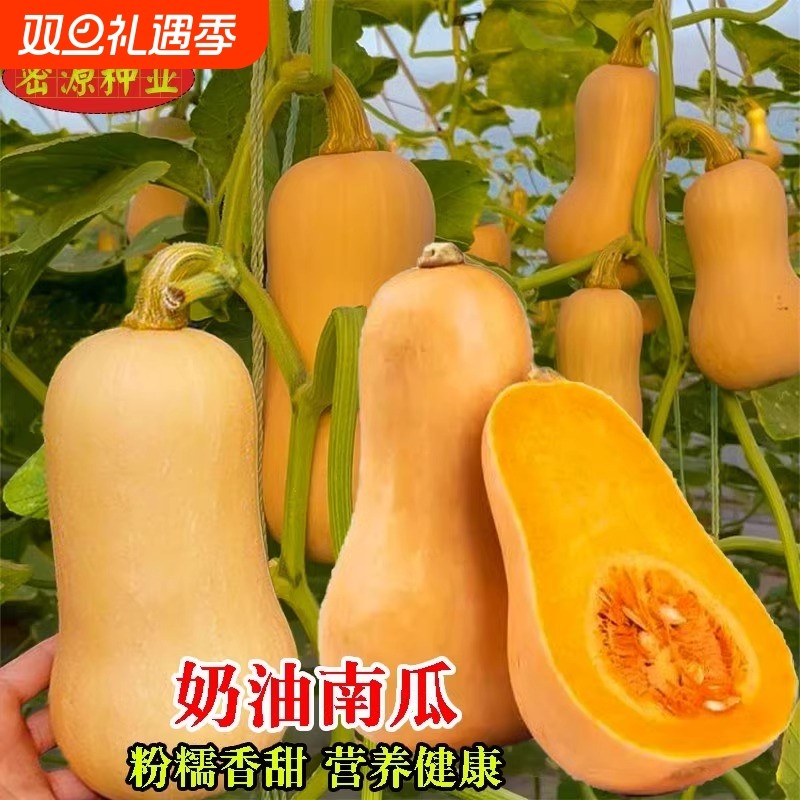 奶油密本南瓜种籽贝贝南瓜种孑甜糯红板栗密本四季农家蔬菜种子