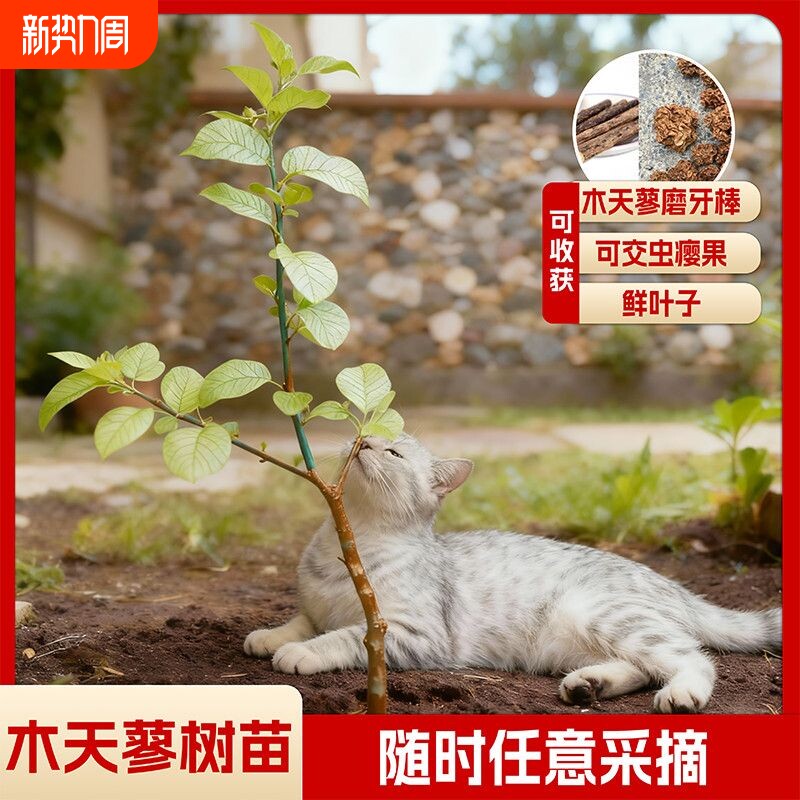 鲜木天蓼盆栽树枝猫咪天然磨牙棒逗猫棒解压自嗨玩具猫薄荷
