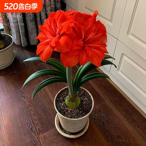 【常年开花】荷兰进口重瓣朱顶红盆栽四季开花室内阳台庭院好养活