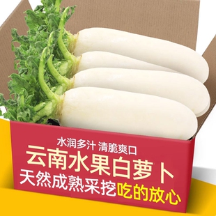 云南大理现挖水果大个白萝卜新鲜蔬菜农家辛辣甜青罗卜胡萝卜当季