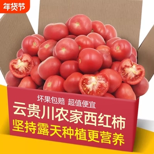 农家自种现摘自然熟沙瓤水果西红柿新鲜蔬菜普罗旺斯小番茄年货节