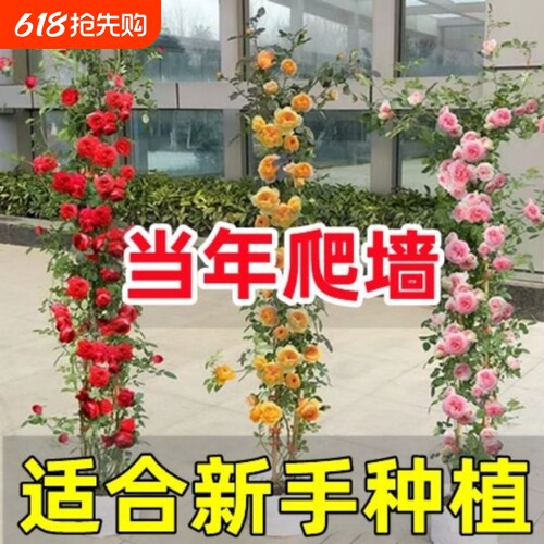 蔷薇花苗藤本月季庭院爬墙爬藤植物阳台花卉盆栽室内老桩红木香