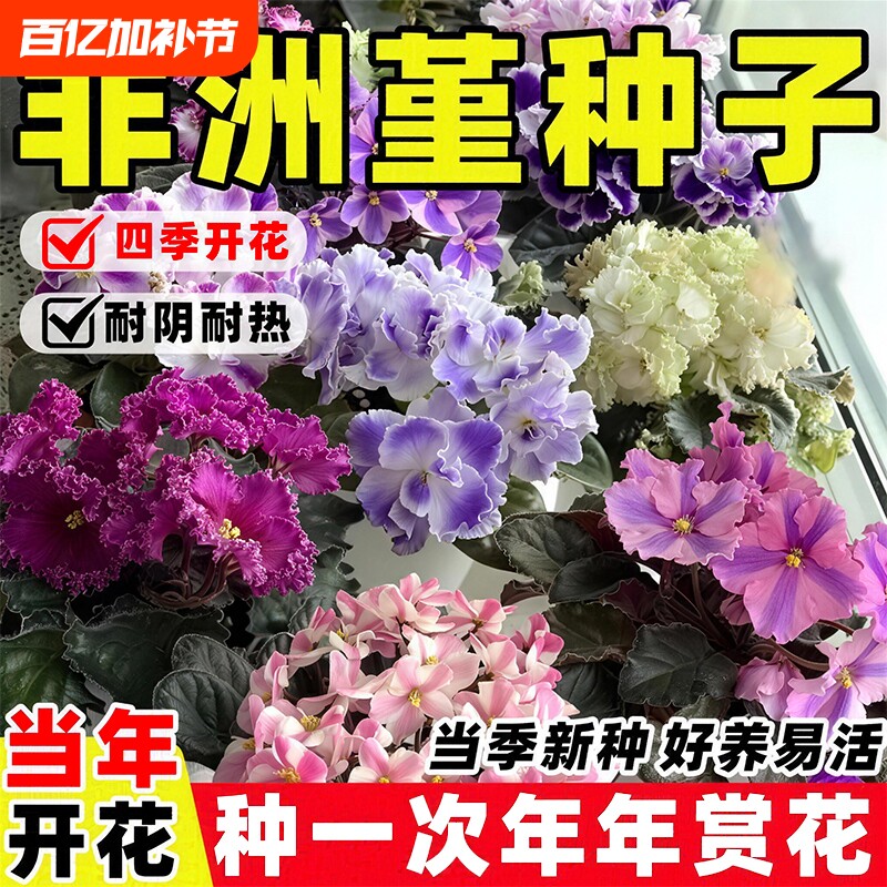 非洲堇种子重瓣紫罗兰花种籽多年生开花盆栽四季易活阳台庭院花苗