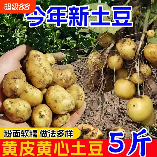 恩施小土豆农家自种现挖
