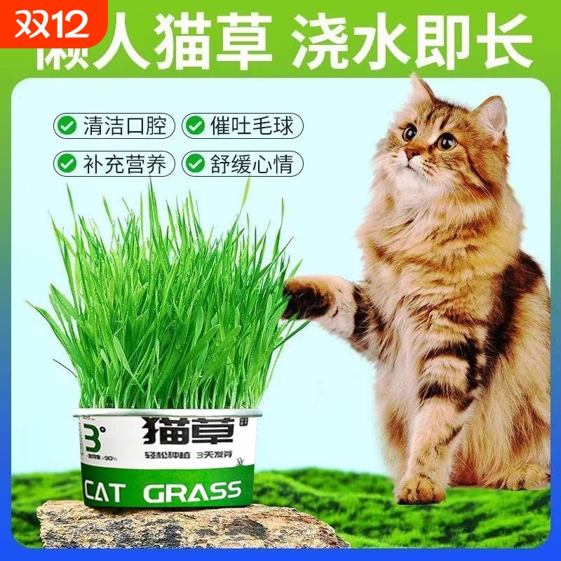 懒人泡面猫草盆栽种子