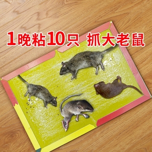 50张强力粘鼠板捉粘大老鼠沾胶抓灭鼠笼捕鼠夹神器正品 家用一窝端