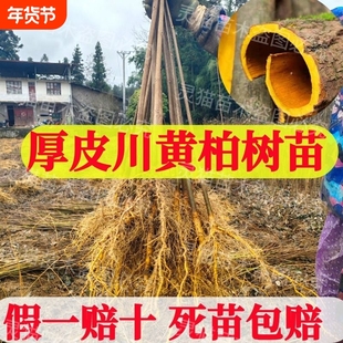 正宗厚皮黄柏树苗四川黄柏造林绿化南北方种植剥皮卖包邮中药材