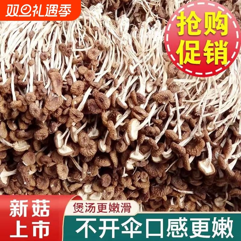 古田茶树菇菌状元农家新货香菇干货茶新菌菇虫草毛重煲汤净重批发