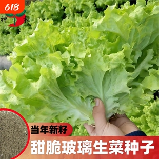 甜脆玻璃生菜种子阳台多季盆栽莱种蔬菜孑菜籽高产白菜茼蒿耐抽苔