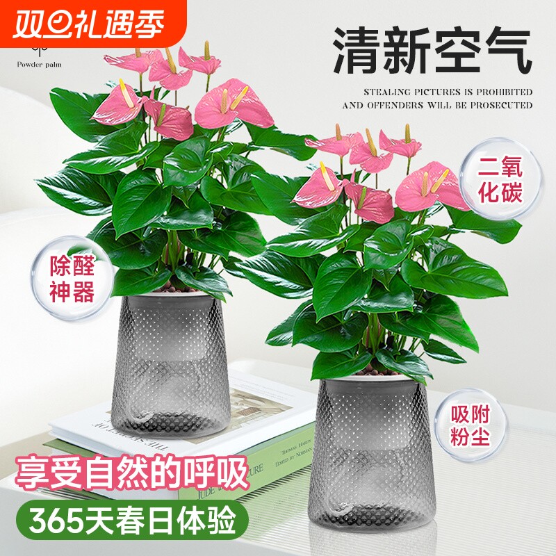 水培植物粉掌盆栽带花红掌白掌一帆风顺花卉鲜花室内好养绿植四季