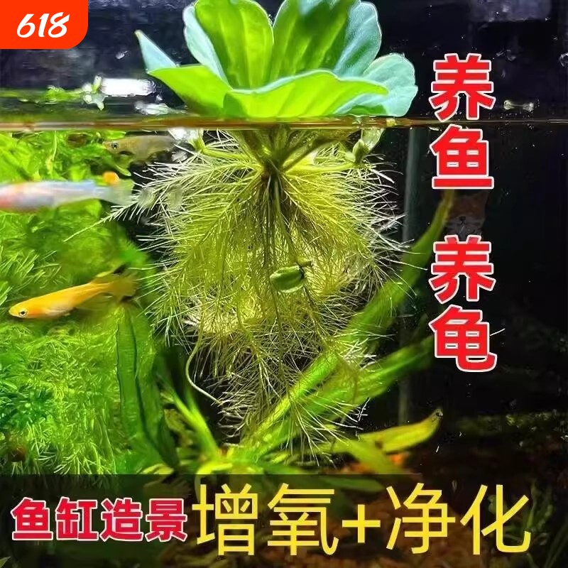 养鱼鱼缸绿植花卉造景水培水芙蓉增氧水草古法缸水生浮萍植物水质
