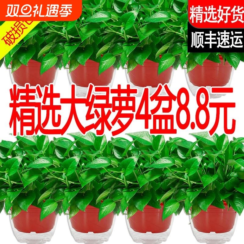 新房绿萝室内盆栽绿箩客厅绿植花卉净化空气长藤植物吊兰甲醛水培