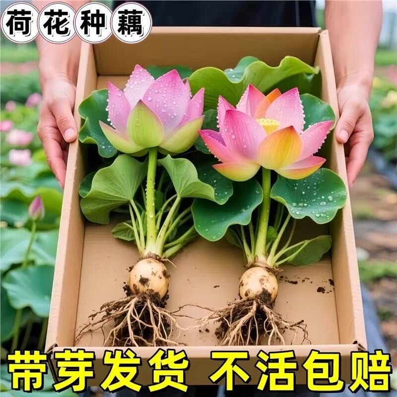 荷花盆栽莲花藕苗四季观赏荷花藕种水培植物池塘开花睡莲莲藕苗种