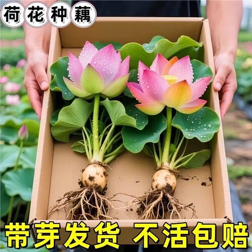 荷花盆栽莲花藕苗四季观赏荷花藕种水培植物池塘开花睡莲莲藕苗种