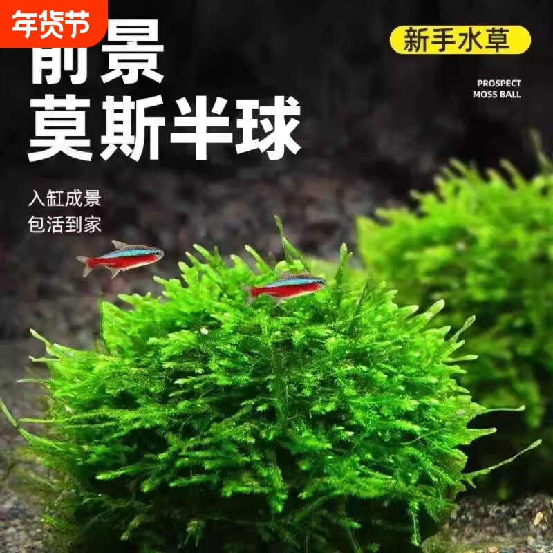 鱼缸莫斯水草半球慕斯植物活体绿藻球前景造景小鱼缸专用鱼虾蕨类