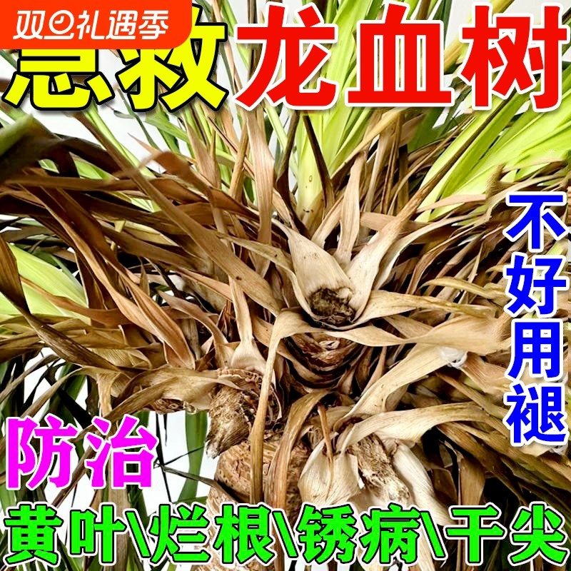 龙血树专用营养液治叶子发黄干尖药黑斑烂根茎腐病龙须树专用肥料
