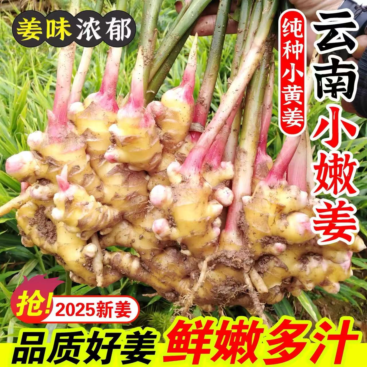 云南高山农家种植生姜新姜小黄姜红芽姜月子姜辣味十足生姜