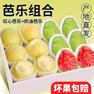 广西双拼红白心奶油冰淇淋芭乐软心软糯新鲜番石榴脆甜鸡屎果批发