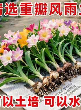 重瓣风雨兰盆栽庭院阳台花卉绿植
