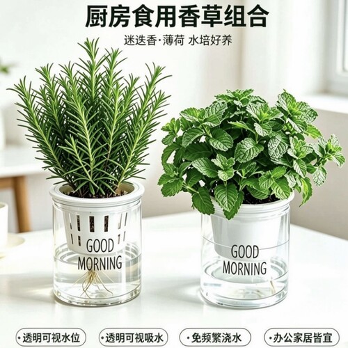薄荷盆栽驱蚊可食用留兰香薄荷叶水培植物迷迭香室内阳台大盆绿植