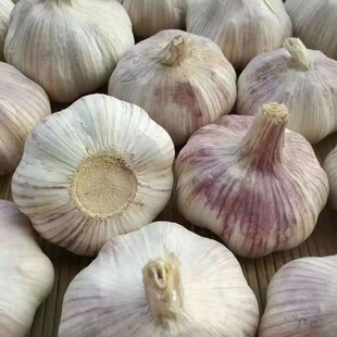 山东金乡农家干大蒜大蒜头新鲜大蒜紫白皮种子新干蒜蔬菜