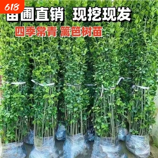 北海道黄杨树苗庭院围墙冬青耐寒大叶植物万年青丛生四季常青绿篱