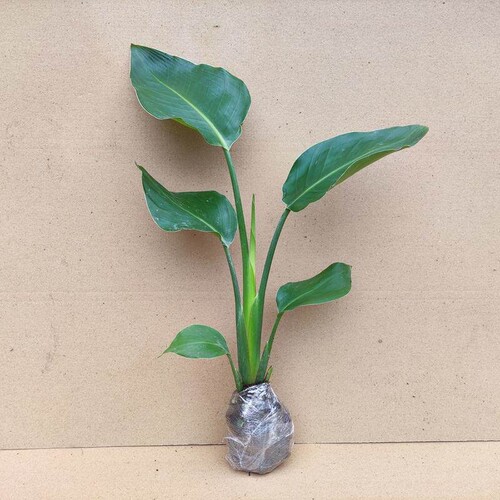 天堂鸟绿植物鹤望兰真花卉盆栽室内阳台净化空气客厅摆放观叶盆栽