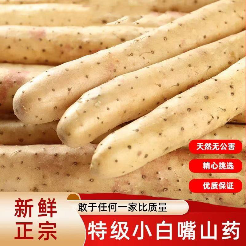 2025年新货河北小白嘴山药铁棍山药新鲜山药淮山药农家自种直发