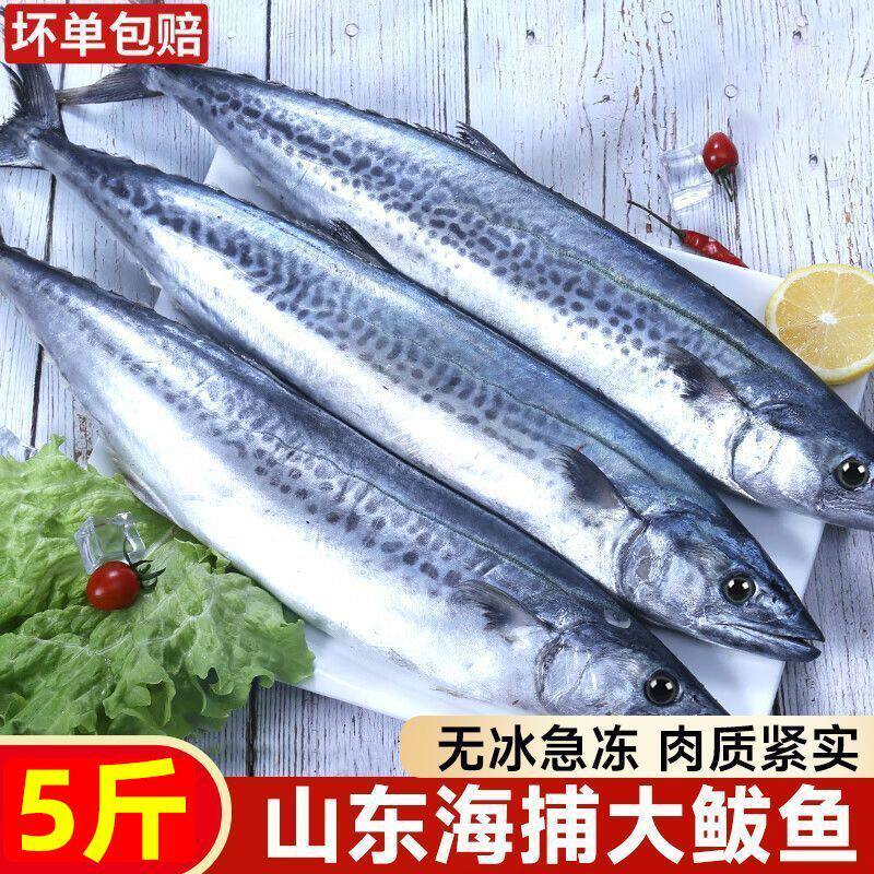 大鲅鱼新鲜鲅鱼冷冻马鲛鱼整条冷冻燕鲅鱼马友鱼海鲜马交鱼批发