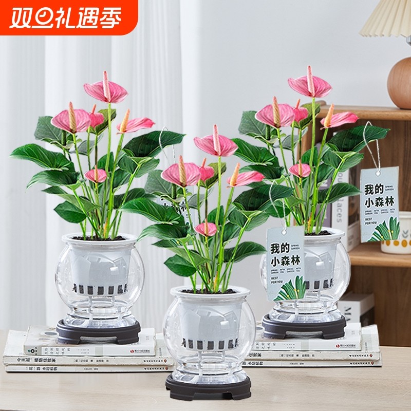 水培粉掌盆栽室内花卉客厅办公室好养绿植盆景桌面植物花净化空气