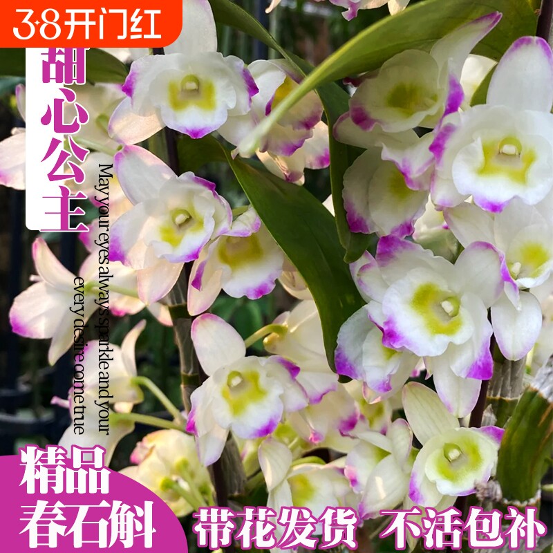 带花春石斛兰苗甜心公主室内阳台好养勤花浓香洋兰花卉绿植盆栽