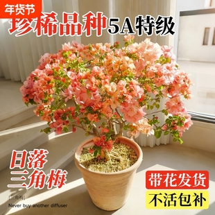 日落三角梅盆栽带花苞室内花卉绿植物阳台高端老桩特大苗重瓣绿樱
