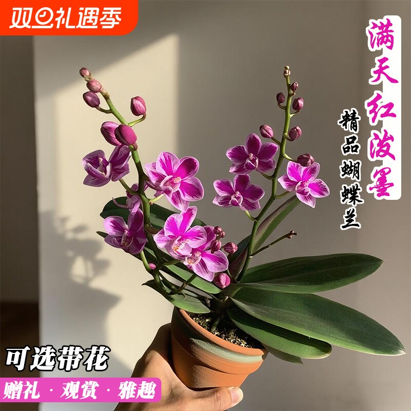 新品满天红泼墨蝴蝶兰高端名贵花卉带花苞盆栽室内好养绿植伴手礼