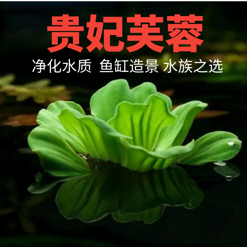 芙蓉莲水芙蓉水培水生植物大藻水莲水草浮萍净化水质鱼虾生态造景