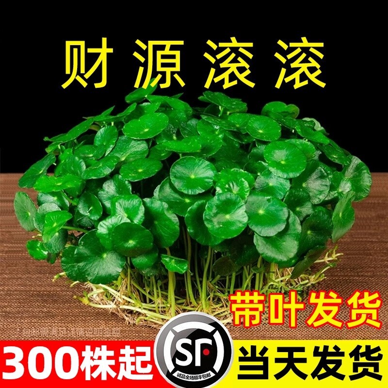 大叶铜钱草水培绿植物专用花盆栽金钱草室内外水好养易活种子造景