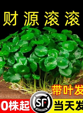 大叶铜钱草水培绿植物专用花盆栽金钱草室内外水好养易活种子造景
