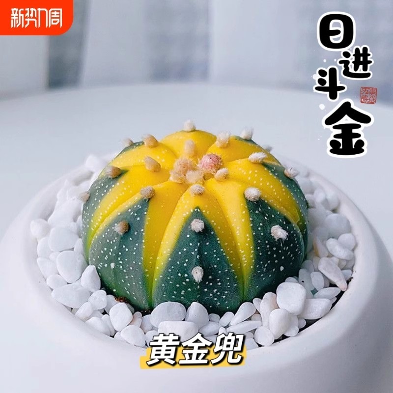 金兜兜星兜锦仙人球多肉植物办公室绿植花卉盆栽万重山耐寒美观,鲜花速递/花卉仿真/绿植园艺,多肉植物,淘宝优惠券,粉丝福利购,淘宝优惠卷