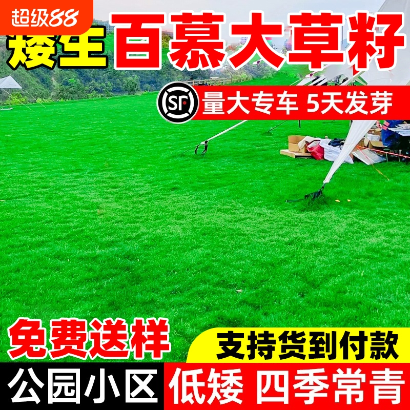进口百慕大草籽耐热耐旱庭院小区公园绿化四季常青耐践踏草坪种子