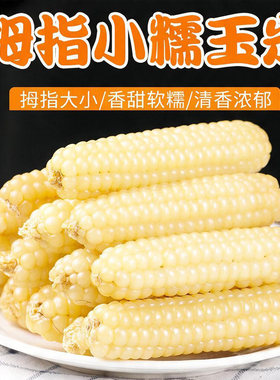 西双版纳香糯拇指小玉米云南玉米甜香糯牛奶手指早餐零食黄金散装