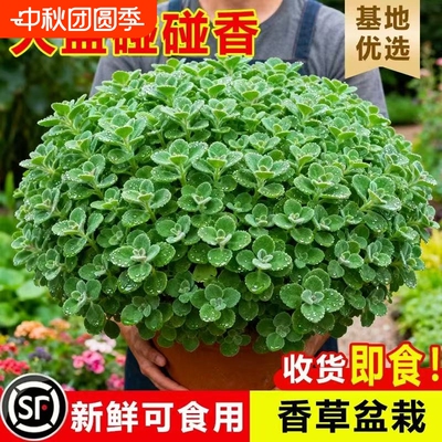 碰碰香盆栽室内多肉植物薄荷驱蚊草花卉净化空气绿植一抹香可食用