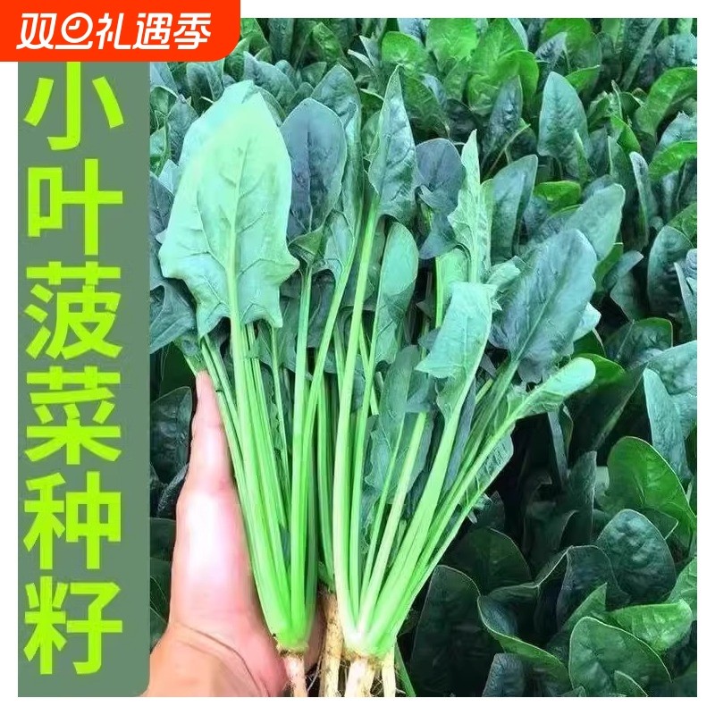 土菠菜四季蔬菜秋冬阳台盆栽菜种菜种子空心菜麦菜耐寒孔雀荠菜
