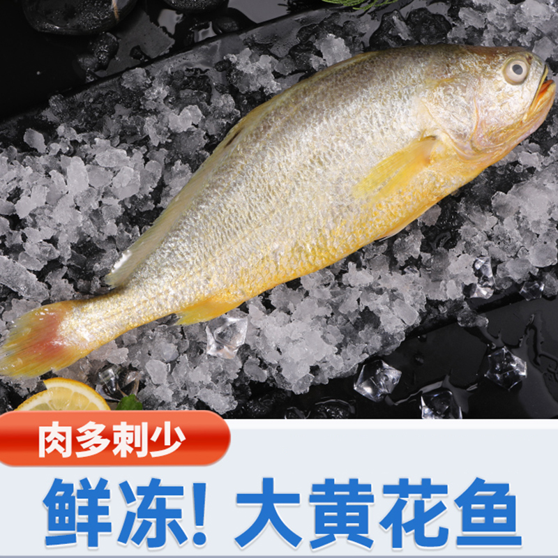 大黄花鱼新鲜冷冻水产海捕大黄鱼鲜活生鲜海鱼宁德小黄鱼鲞商用